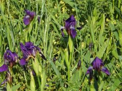 Magyar nőszirom (fokozottan védett)