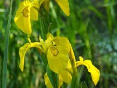 Mocsári nőszirom (védett)