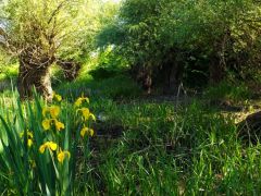 Mocsári nőszirom élőhely (védett)