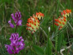 Nagy pacsirtafű és nyúlszapuka