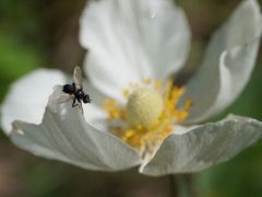 Erdei szellőrózsa (védett)