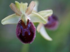 Pókbangó (fokozottan védett)