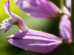 Nagy pacsirtafű (védett)