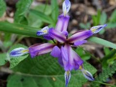 Pázsitos nőszirom (védett)