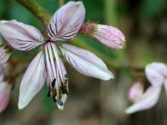 Nagyezerjófű (védett)