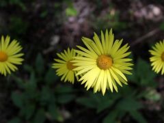 Zergevirágok (védett)