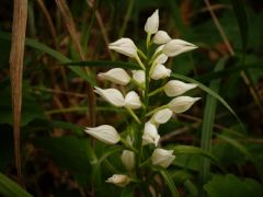 Kardos madársisak (védett)