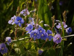 Ösztörűs veronika