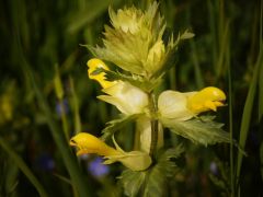 Szakállas csormolya