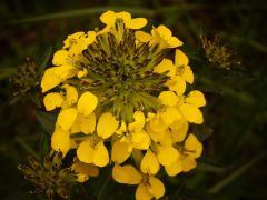 Magyar repcsény (védett)