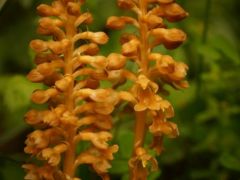 Madárfészek kosbor (védett)