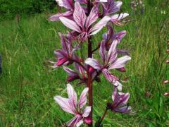 Nagyezerjófű (védett)