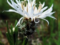 Albino tarka imola (védett)