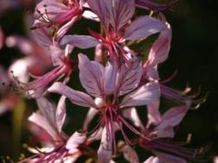 Nagyezerjófű (védett)