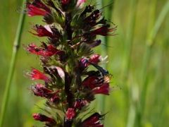 Piros kígyószisz (védett)