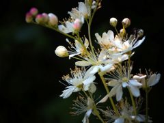 Koloncos legyezőfű