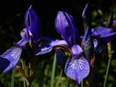 Szibériai nőszirom (védett)