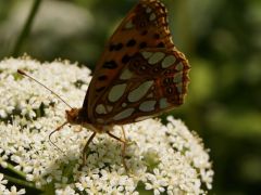 Gyöngyházlepke murok virágon