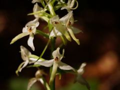 Kétlevelű sarkvirág (védett)