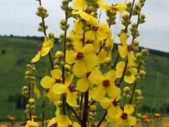 Osztrák ökörfarkkóró