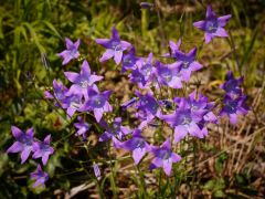 Terebélyes harangvirág