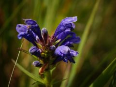 Északi sárkányfű (fokozottan védett)
