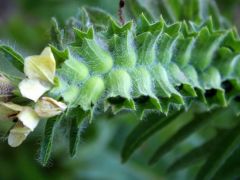 Bolondító beléndek