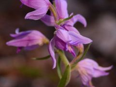 Piros madársisak (védett)