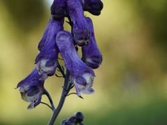 Kárpáti sisakvirág (védett)