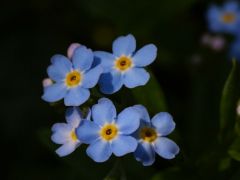 Mocsári nefelejcs (védett)