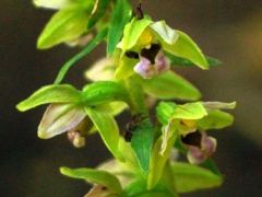 Bíboribolya nőszőfű (védett)