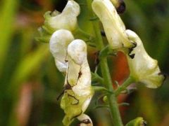 Albinó kárpáti sisakvirág (védett)