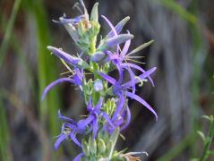 Harangcsillag, Asyneuma canescens (védett)