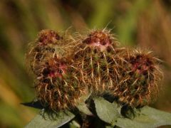 Parókás imola (védett)