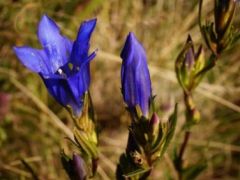 Kornistárnics (védett)