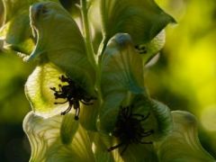 Méregölő sisakvirág (védett)