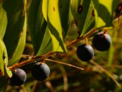 Salamonpecsét termése