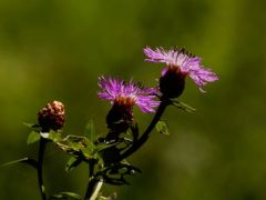 Útszéli imola (védett)