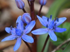 Tavaszi csillagvirág, Scilla bifolia (védett)