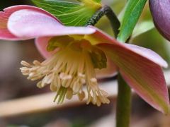 Pirosló hunyor, Helleborus purpurascens (védett)