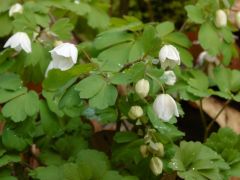 Erdei galambvirág, Isopyrum thalictroides