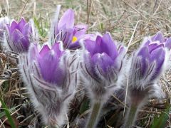 Leánykökörcsin, Pulsatilla grandis (védett)