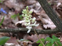 Odvas keltike, Corydalis cava