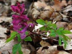 Odvas keltike, Corydalis cava