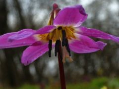 Kakasmandikó, Erythronium denscanis (védett)