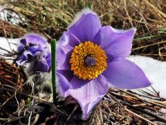 Leánykökörcsin, Pulsatilla grandis (védett)