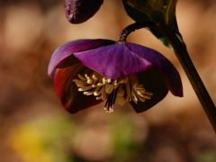 Pirosló hunyor, Helleborus purpurascens (védett)