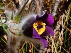 Hegyi kökörcsin, Pulsatilla zimmermannii (védett)