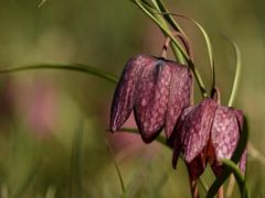 Mocsári kockásliliom, Fritillaria meleagris (védett)