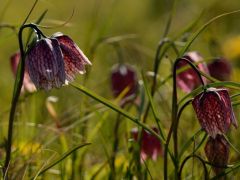 Mocsári kockásliliom, Fritillaria meleagris (védett)